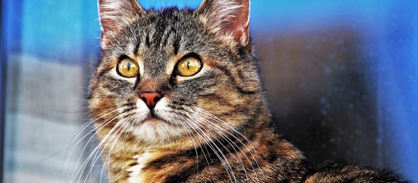 Γαλλία: Δισεκατομμυριούχος έδωσε την περιουσία του στις 50 γάτες του μουσείου Ερμιτάζ (βίντεο)